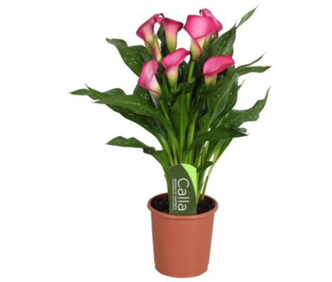 ARUM ZAZU ROSE