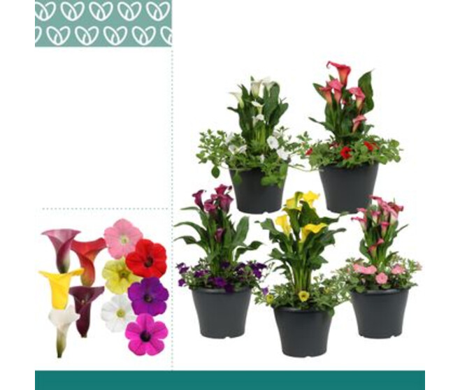 ARUM X1 PETUNIA VARIE