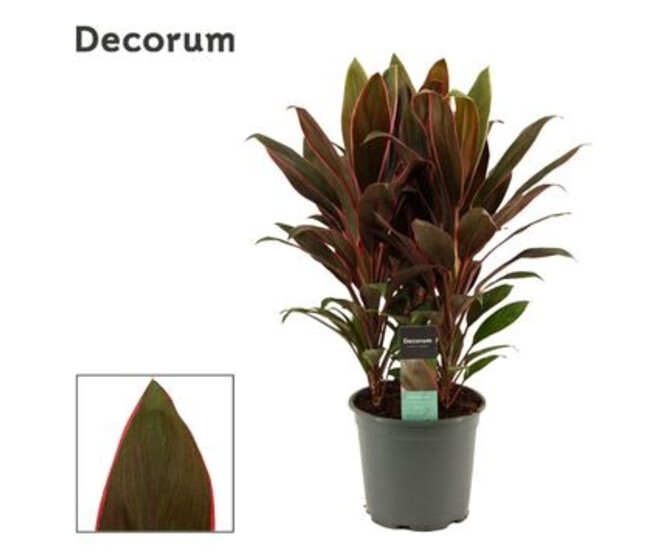 CORDYLINE RUMBA