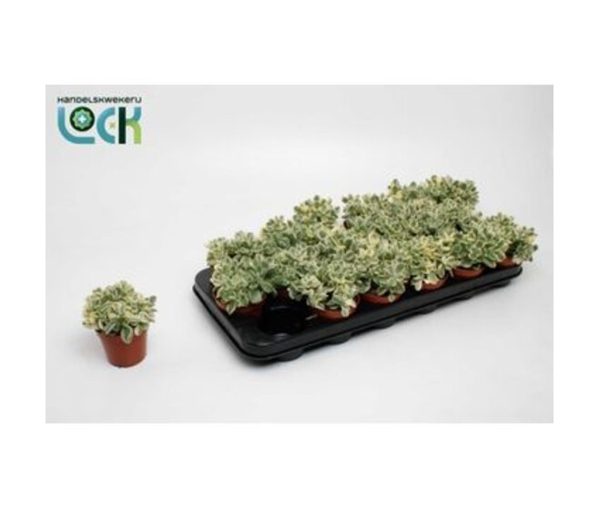 COTYLEDON LADISMITHIENSIS