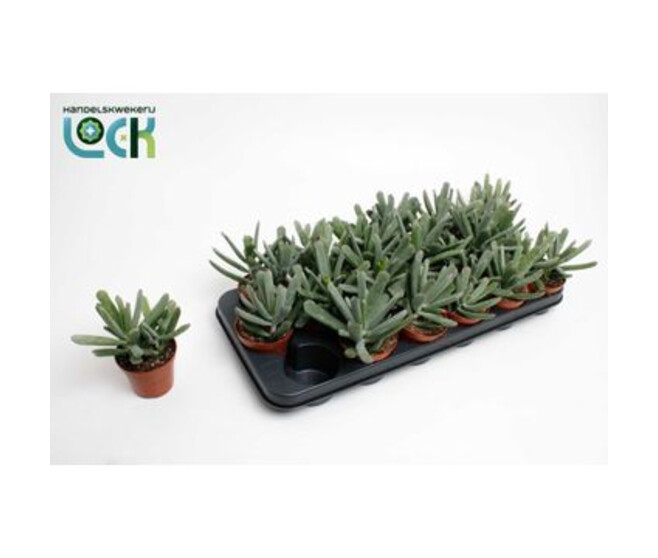 COTYLEDON OCTOPUS