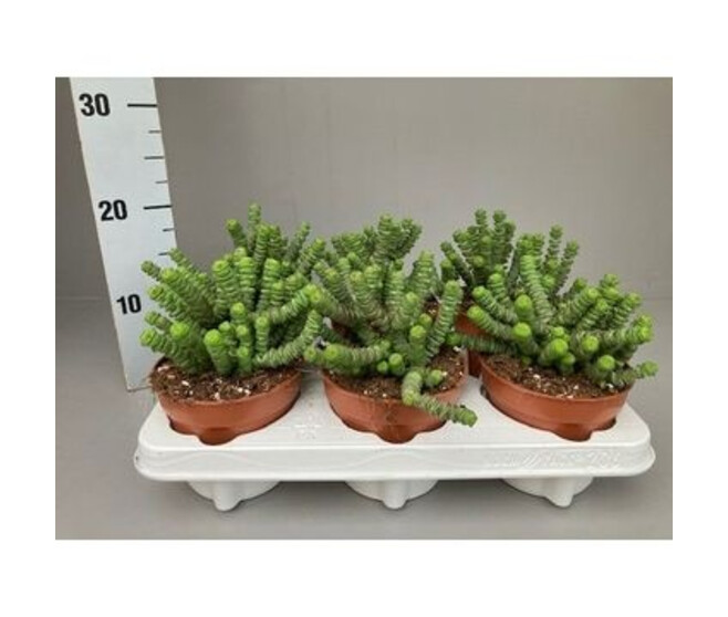 CRASSULA MARNIERIANA