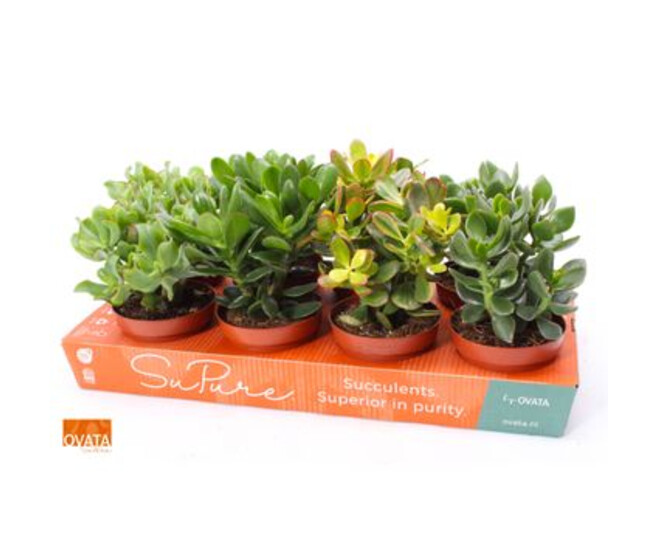 CRASSULA VARIE