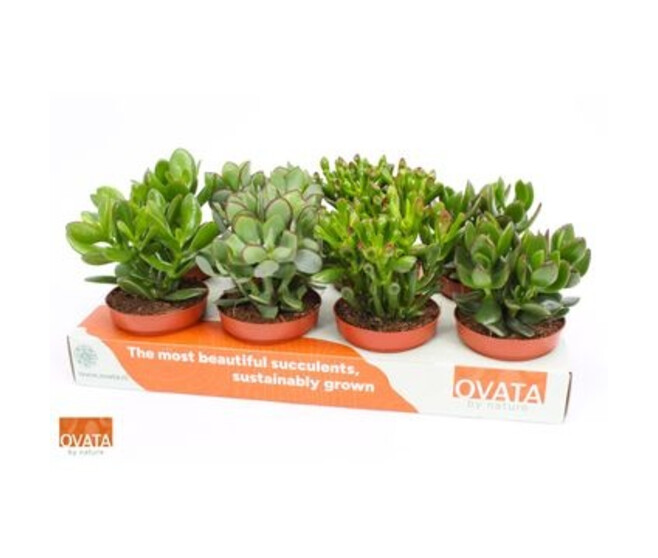 CRASSULA VARIE