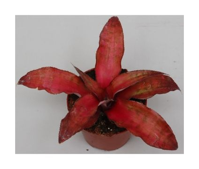 CRYPTANTHUS STAWBERRY