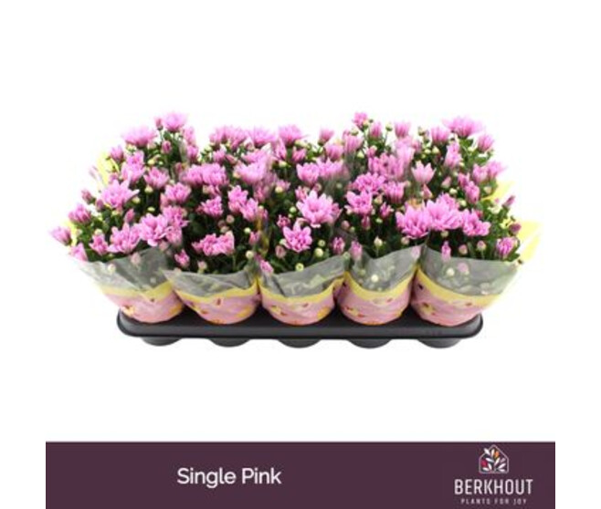 DENDRANTHEMA 3PP ROSE
