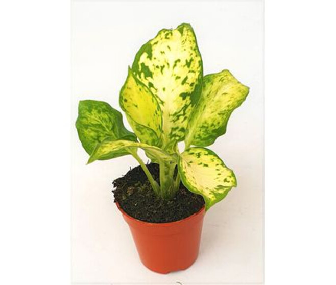 DIEFFENBACHIA AMY