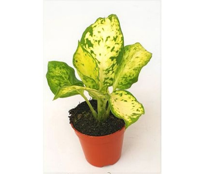 DIEFFENBACHIA AMY