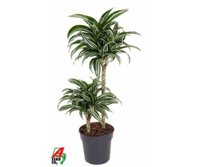 DRACAENA JADE JEWEL 45-15