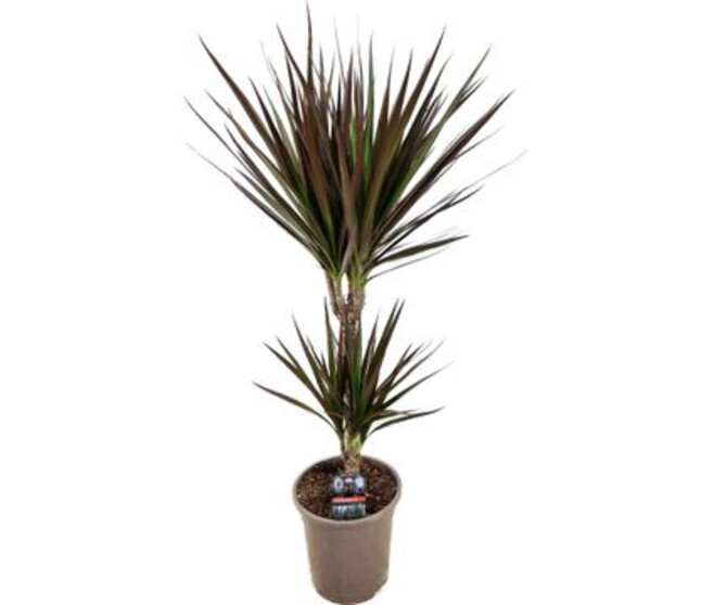 DRACAENA MAGENTA 30-10