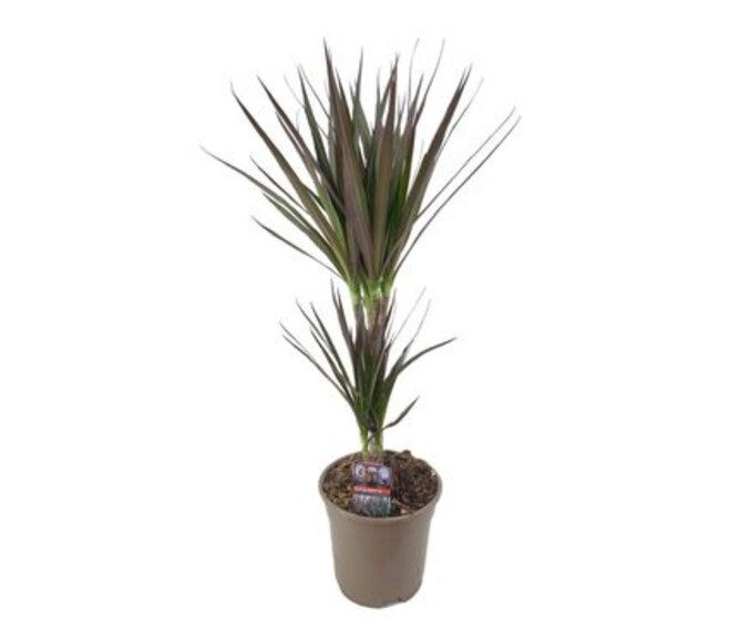 DRACAENA MAGENTA 30-10