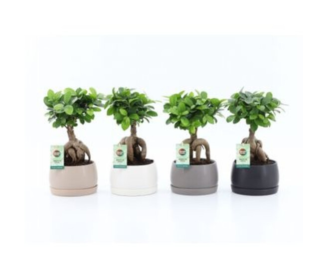 FICUS GINSENG CERAM
