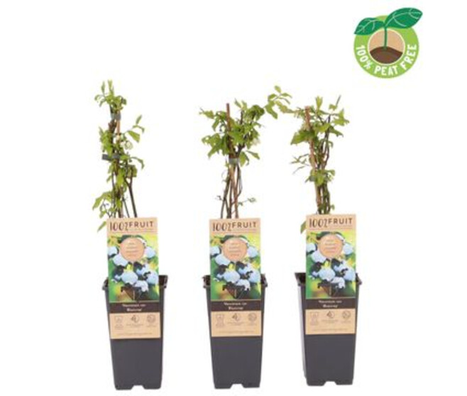 MYRTILLE BLUECROP