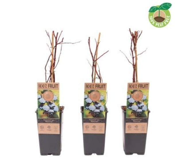 MYRTILLE BLUECROP
