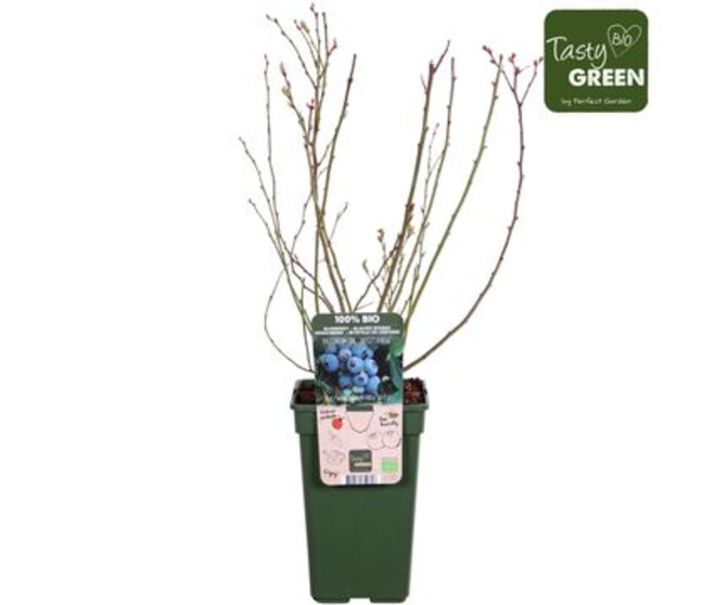 MYRTILLE CORYMBOSUM