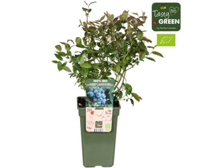 MYRTILLE CORYMBOSUM