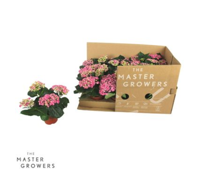 HORTENSIA 3 FL+ CURLY WURLY ROSE