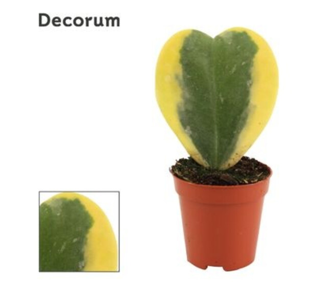 HOYA COEUR PANACHE