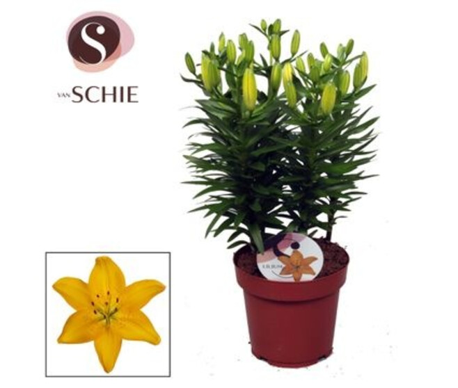 LILIUM ASIATIQUE JAUNE 5PP