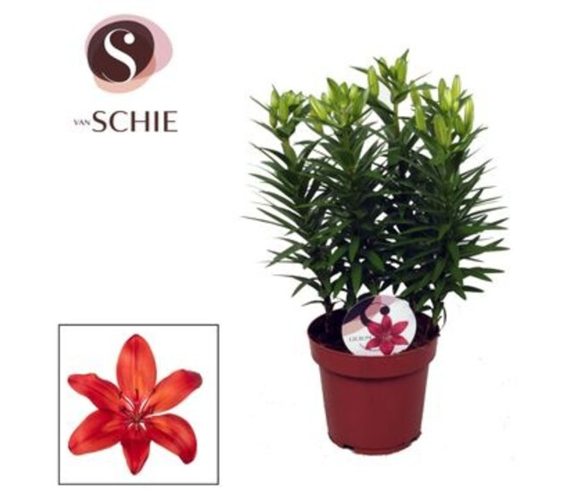 LILIUM ASIATIQUE ORANGE 5PP
