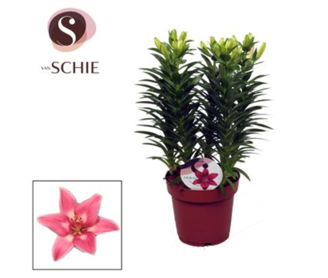 LILIUM ASIATIQUE ROSE 5PP