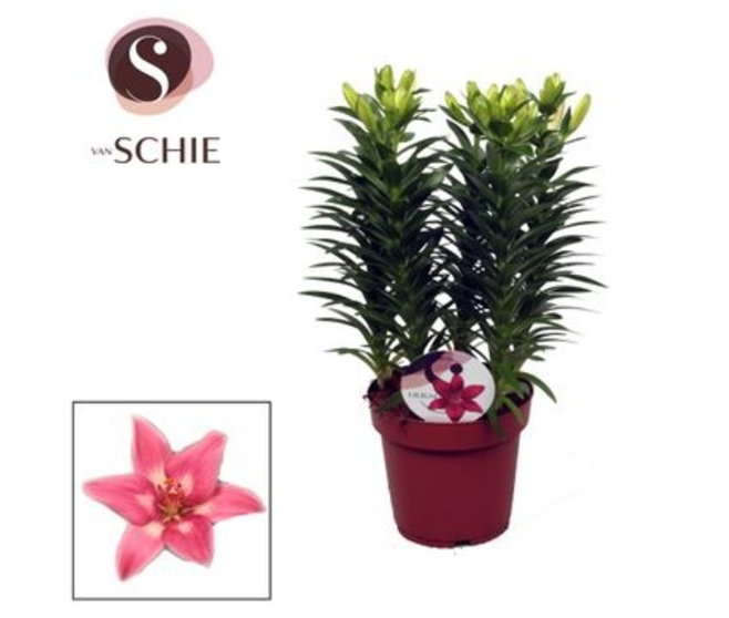 LILIUM ASIATIQUE ROSE 5PP