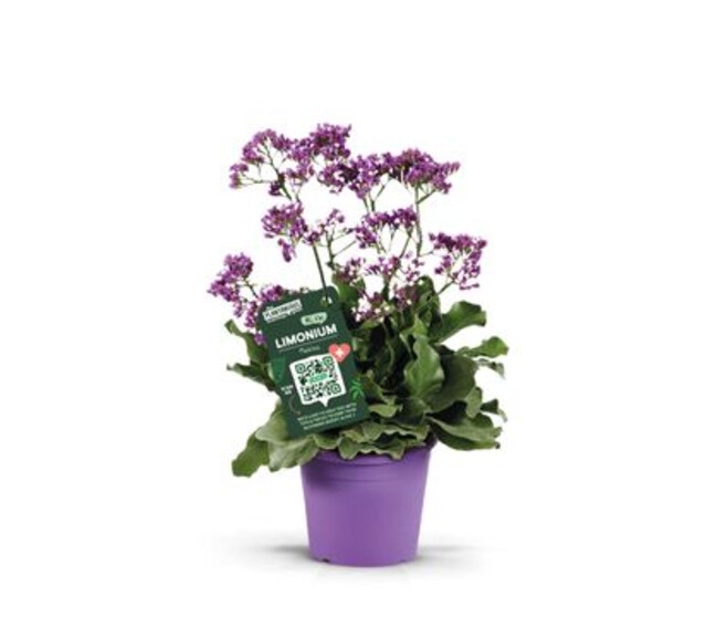 LIMONIUM STATICE