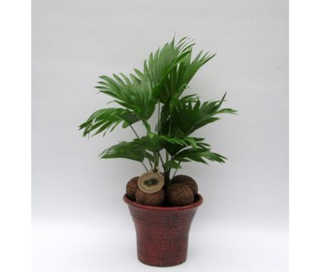LIVISTONIA ROTUNDIFOLIA CERAM