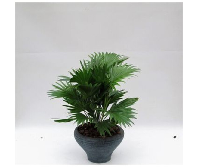 LIVISTONIA ROTUNDIFOLIA CERAM