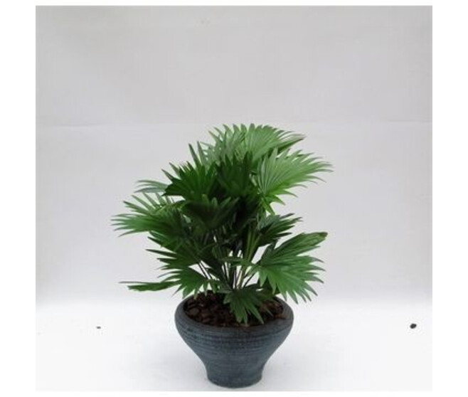 LIVISTONIA ROTUNDIFOLIA CERAM