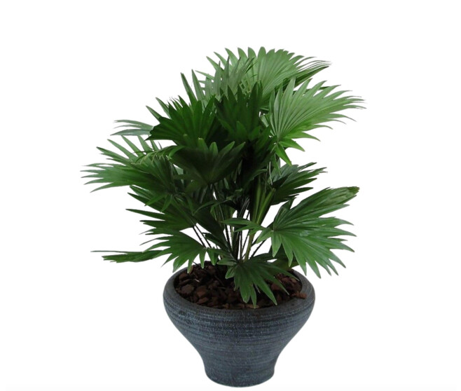 LIVISTONIA ROTUNDIFOLIA CERAM