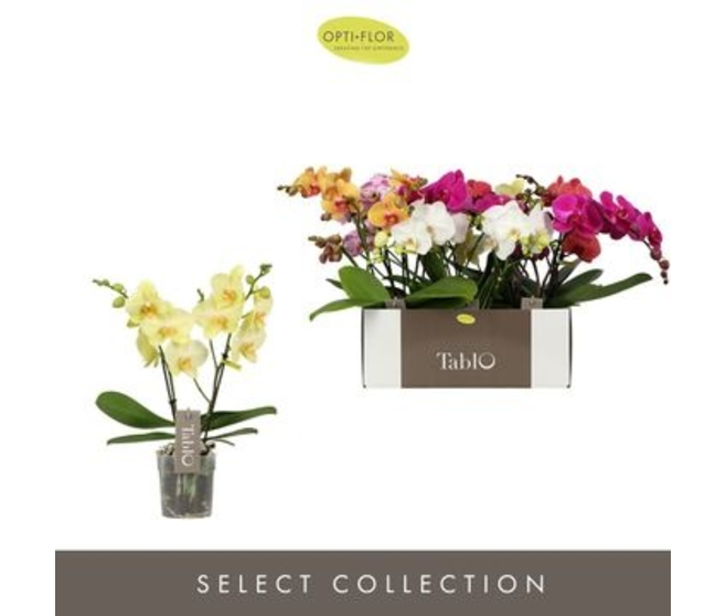 PHALAENOPSIS 2/3BR VARIES