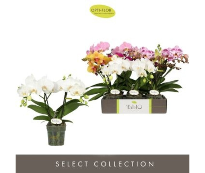 PHALAENOPSIS 2/3BR VARIES