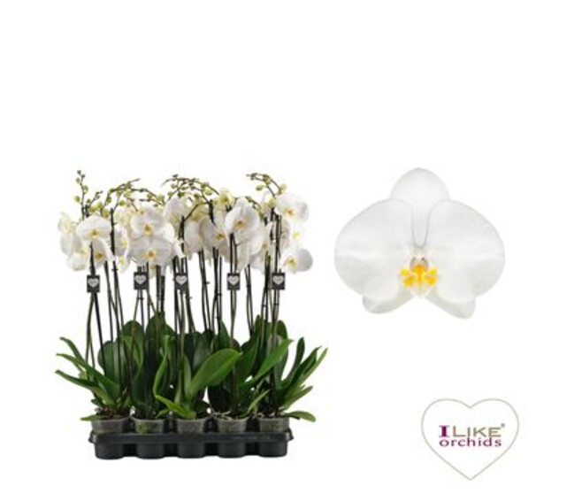 PHALAENOPSIS 2BR BLANC