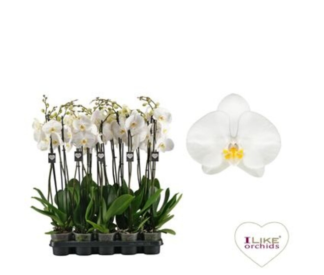 PHALAENOPSIS 2BR BLANC