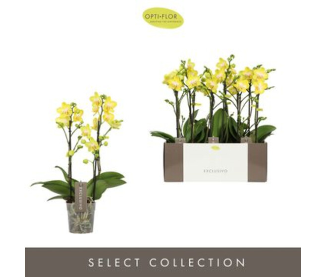PHALAENOPSIS 2BR JAUNE