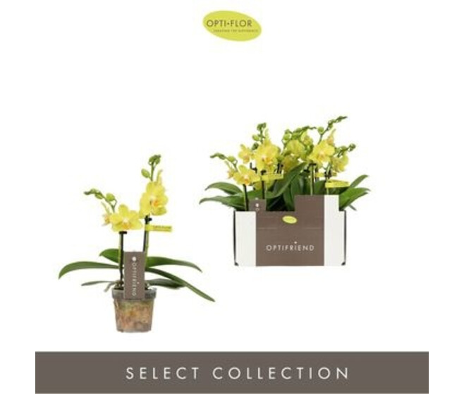 PHALAENOPSIS 2BR JAUNE