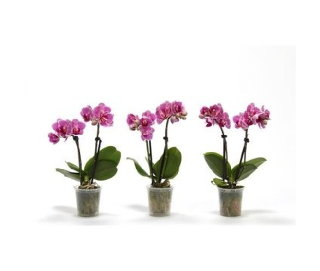 PHALAENOPSIS 2BR ROSE