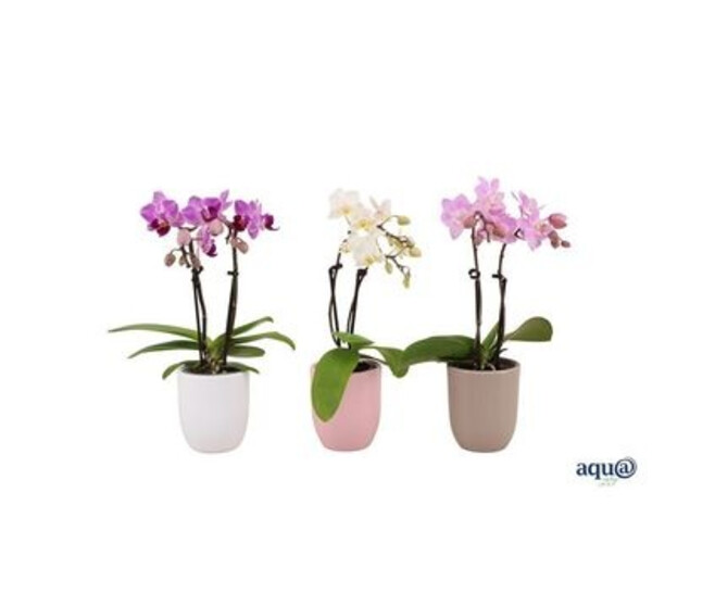PHALAENOPSIS 2BR VARIE CERAM