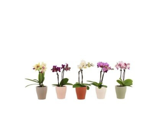 PHALAENOPSIS 2BR VARIE CERAM