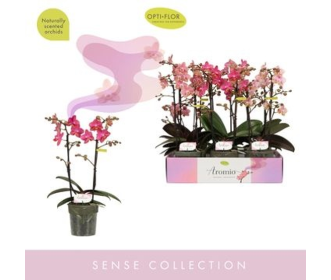 PHALAENOPSIS 2BR VARIE