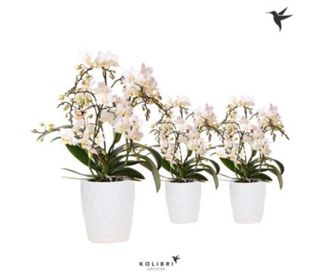 PHALAENOPSIS 4BR MF BLANC CERAM