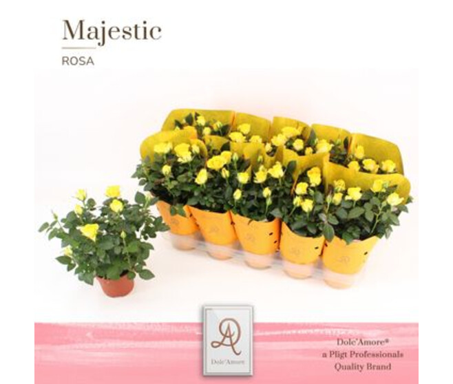 ROSIER KORDANA JAUNE