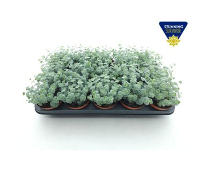 SEDUM SIEBOLDII