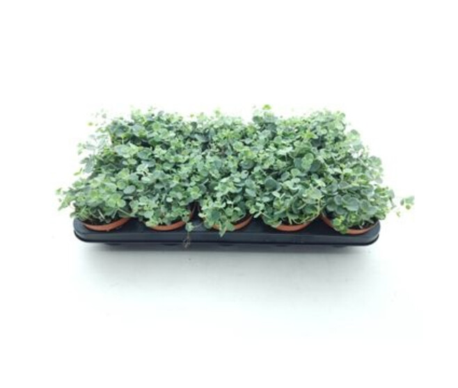 SEDUM SIEBOLDII