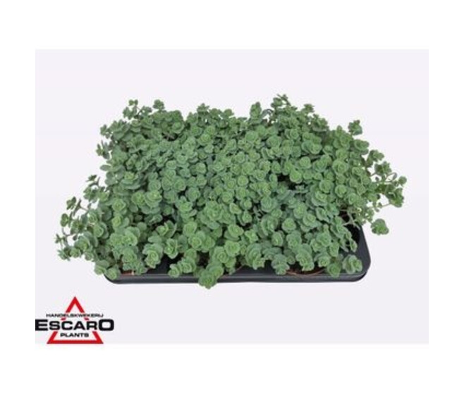 SEDUM SIEBOLDII