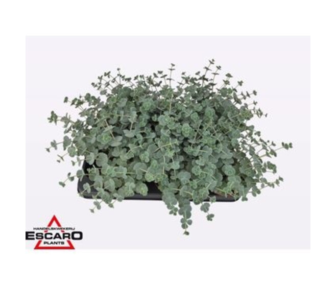 SEDUM SIEBOLDII