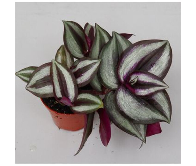 TRADESCANTIA CALLISIA PURPLE HEART