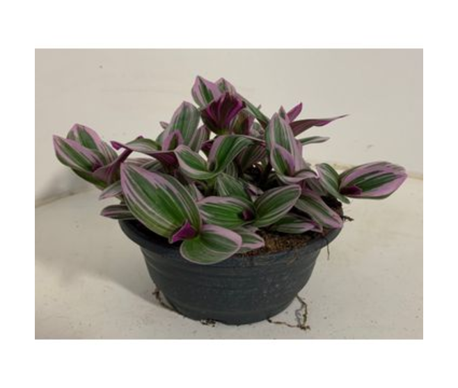 TRADESCANTIA NANOUK COUPE