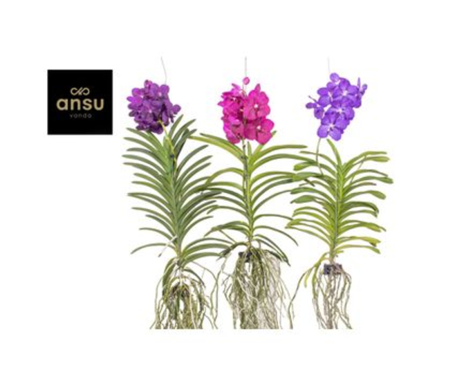 VANDA VARIE SUSP